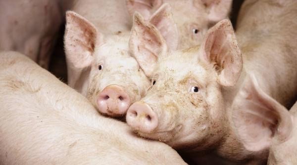 comisia europeana a aprobat un ajutor de stat de 11 milioane euro pentru crescatorii de porci din romania
