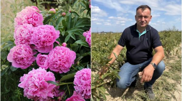 un fermier cultiva bujori pe 65 de hectare si exporta tot in olanda inainte crestea vaci
