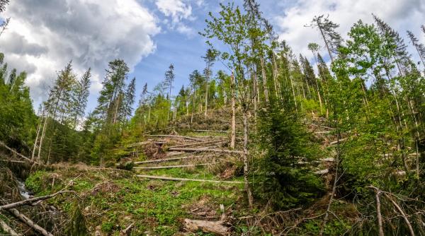 padurile romaniei sunt in pericol schimbarile climatice distrug sute de mii de hectare