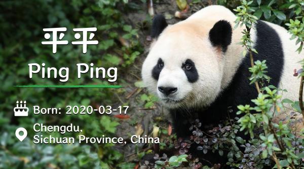 diplomatia panda in actiune doi panda uriasi ping ping si fu shuang au ajuns in sua dupa vizita lui xi jinping la washington