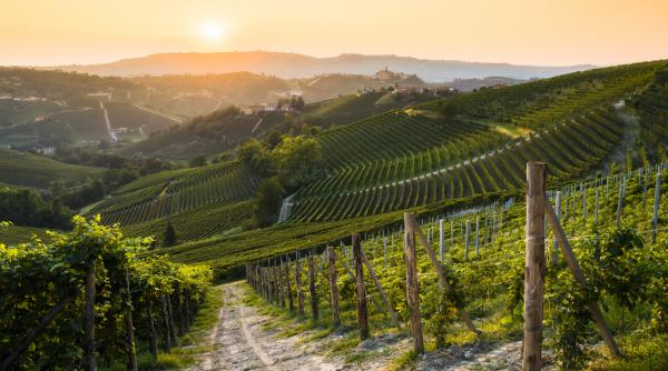 din cauza temperaturilor ridicate fermierii italieni folosesc creme de protectie solara pentru a proteja strugurii