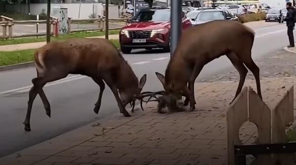 Doi cerbi s-au înfruntat pe străzile orașului Zakopane, din Polonia, printre oameni și mașini
