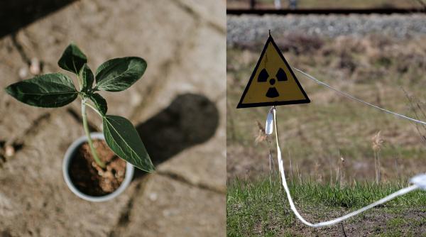 floarea care poate absorbi substante radioactive din apa s a plantat la cernobil dupa dezastrul nuclear multi romani o au in gradina