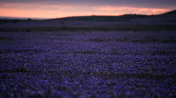 o mare de flori a acoperit cel mai arid desert din lume dupa ploile aduse de el nino imagini spectaculoase din atacama