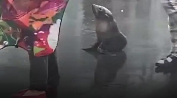 Un pui de focă s-a plimbat nestingherit pe o stradă din Noua Zeelandă