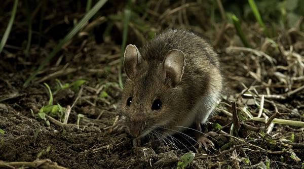 in 2021 biologi australieni au dat cu spray cu miros de grau pe terenuri agricole pentru a deruta soarecii ceva surprinzator a urmat