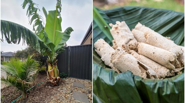 copacul anti foamete ar putea hrani milioane de oameni atunci de ce este cultivat doar intr un singur loc