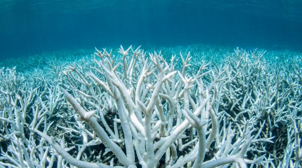 oceanele au absorbit 23 de zettajouli de caldura intr un an de 40 de ori mai mult decat toata energia consumata de omenire
