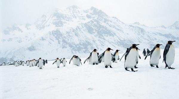 pinguinii au un calorifer incorporat cum functioneaza sistemul lor de incalzire datorita caruia nu le ingheata labele
