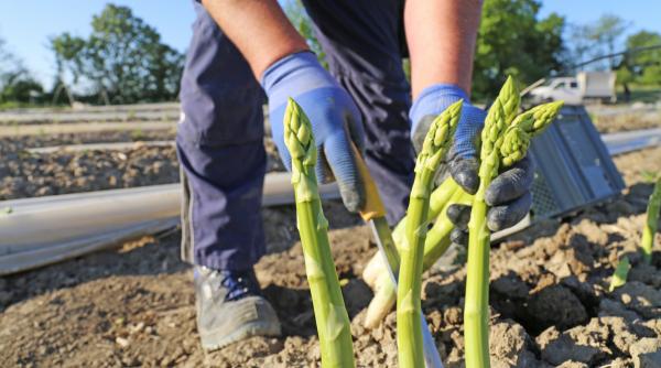 Un fermier a pierdut mai mult de jumătate din sparanghelul plantat, din cauza furtunilor Dar a făcut din resturi o afacere de succes