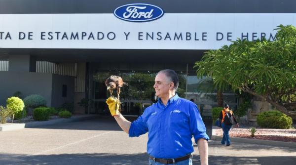 o fabrica ford a recrutat un uliu ca sa scape de porumbei el charro lucreaza 2 3 ore pe zi si a ajuns deja angajatul lunii
