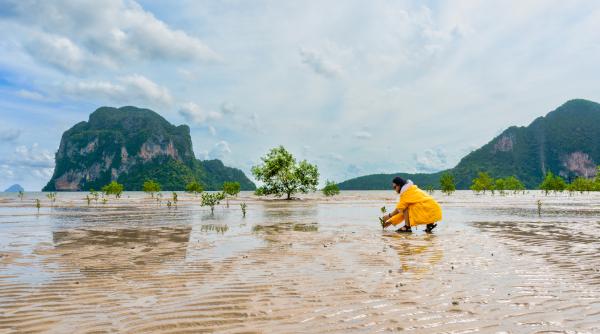 in delta nigerului afectata de petrol femeile au plantat peste 3 milioane de mangrove 190 de hectare de padure au revenit la viata