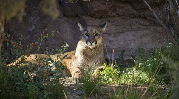 Operațiune de căutare a unei feline în apropierea aeroportului din Munchen