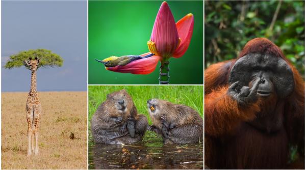 si animalele se amuza ursii jucausi castorii care rad si calugarita fotomodel intre imaginile finaliste la comedy wildlife awards