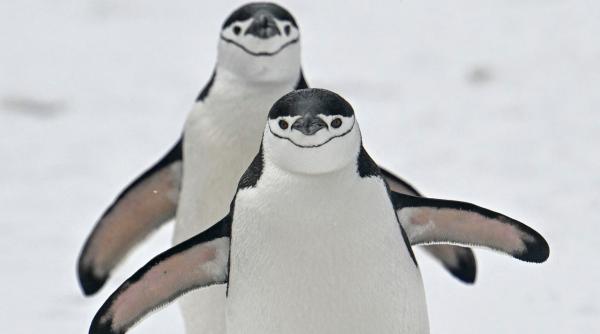 cea mai mare colonie de pinguini din lume nu mai exista 63 din ei au disparut cercetatorii spun ca insula zavodovski e ca un mordor