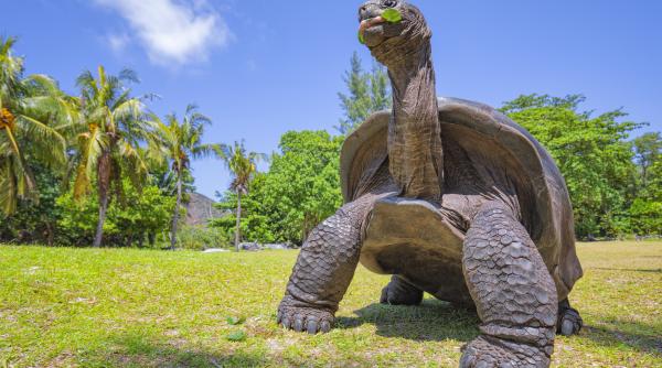 numarul testoaselor uriase din seychelles a atins un record de 180 000 o victorie pentru conservarea speciei