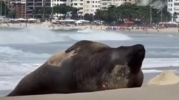 oaspete neasteptat pe plaja copacabana un elefant de mare atrage multimi de curiosi in rio in jurul lui s au pus bariere de protectie