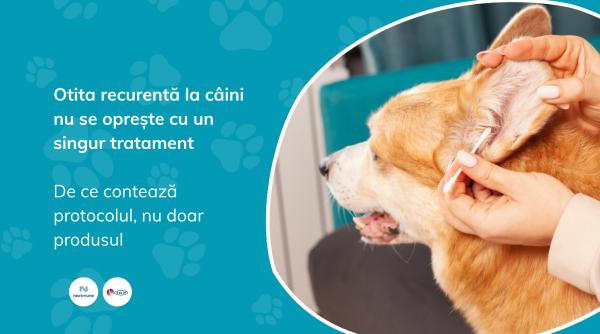 otita recurenta la caini nu se opreste cu un singur tratament de ce conteaza protocolul nu doar produsul