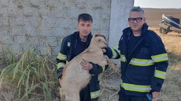 o capra care a ramas blocata intr o teava a fost salvata de pompierii de la isu dolj la interventie au adus si un buldoexcavator