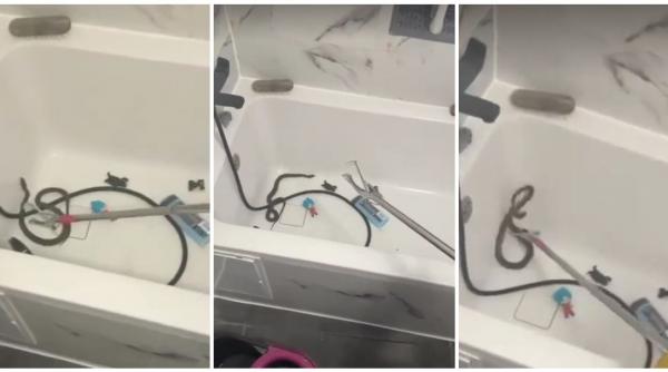 o femeie din medgidia a gasit un sarpe in cada in timp ce ii facea baie copilului jandarmii au intervenit ca sa indeparteze reptila