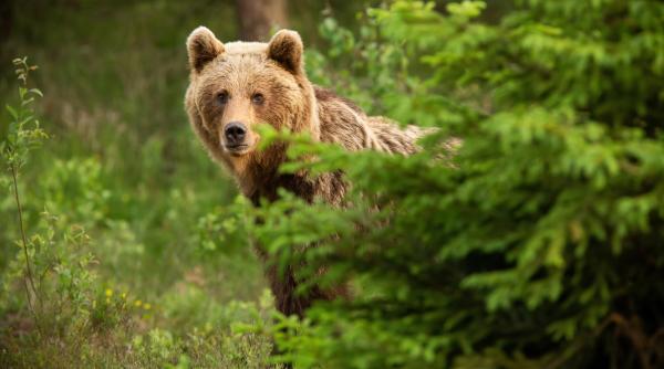 pachete de pana la 11 500 de euro pentru strainii care vor sa impuste ursi in romania vor vana ursii trofeu e o lege rusinoasa