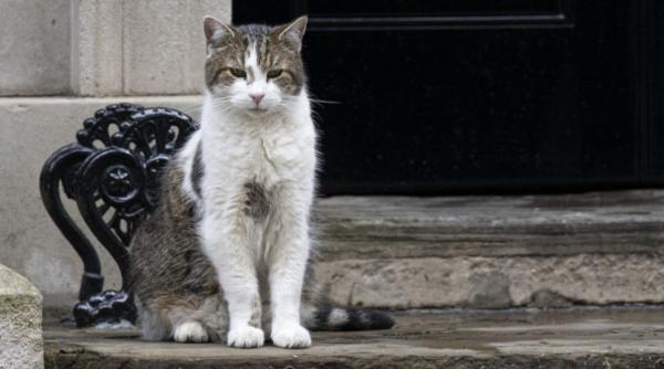 motanul larry a fost operat un anunt a fost facut de cabinetul premierului andy burnham