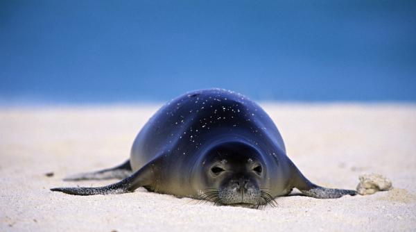 nu mi pasa sunt bogat barbatul care a lovit cu o piatra o foca calugar in hawaii scapa de o parte din restrictiile de calatorie