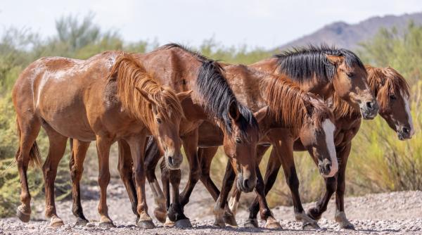 in 2015 s a observat ca magarii si caii salbatici sapa fantani in desertul arizona zeci de specii au profitat de ochiurile de apa