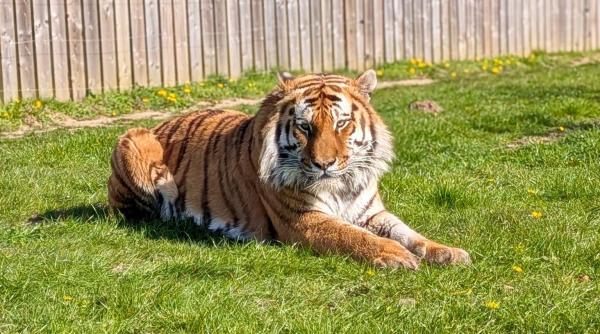 detalii bizare apar dupa ce un barbat a fost ucis de un tigru la zoo a ingenuncheat in fata lui era ca in transa tigrul era confuz