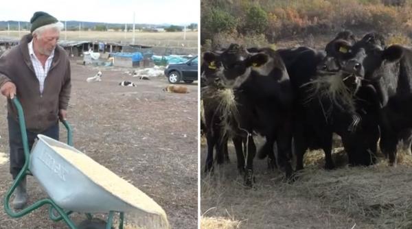 seceta lasa animalele fara hrana iar fermierii sunt nevoiti sa le vanda furajele se gasesc foarte greu le am pus pe boabe
