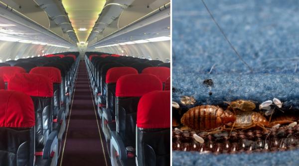 un avion qantas a fost blocat la sol in roma din cauza plosnitelor cursa de retur a fost anulata