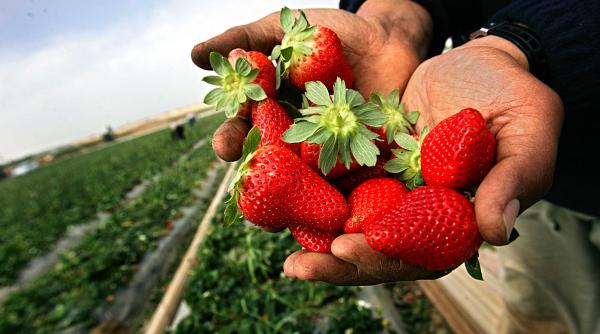 producatorii romani de capsune vor primi bani de la stat parlamentul a adoptat schema de ajutor conditii si documente necesare