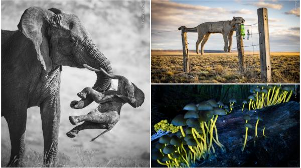 wildlife photographer of the year 2026 elefantul care isi cara puiul mort a luat marele premiu celelalte imagini castigatoare