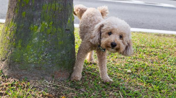 capitala europeana care le cere stapanilor de caini sa spele copacii pe care urineaza animalele lor