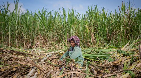 el nino loveste in pofta de dulce a lumii recolte distruse fermieri ruinati si preturi record la zahar