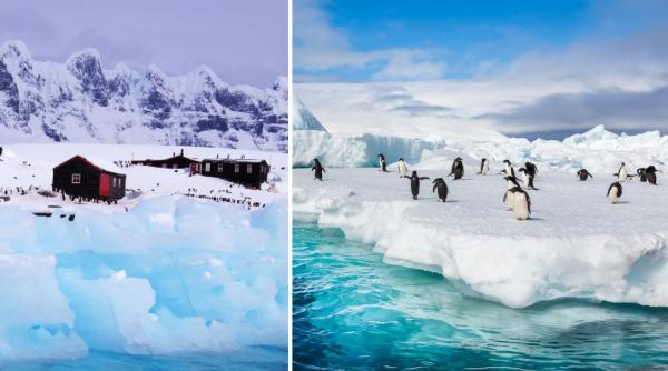  Salariu de 2.500 de euro pe lună, cu masa și cazarea asigurate pentru un job inedit: să numeri pinguini în Antarctica
