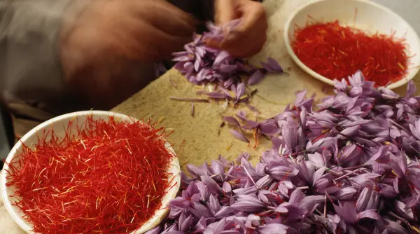 condimentul care costa 35 000 de euro pe kilogram se cultiva si in romania povestea romanului care produce aurul rosu in bihor