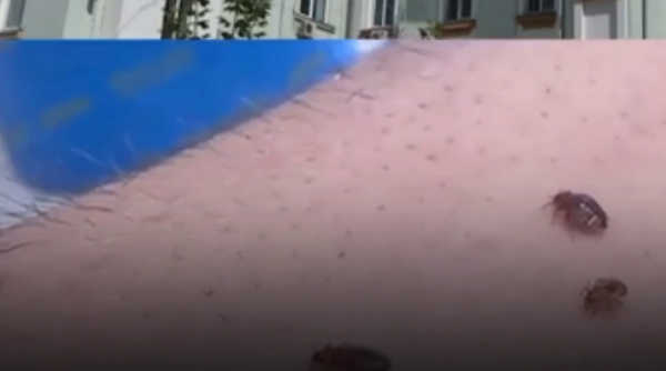 Ploșnițe într-unul dintre cel mai mari spitale din capitală. Pacienții au fost mutați în alte saloane