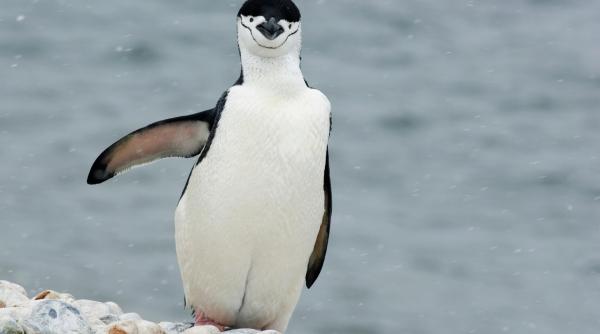 Studiu: Pinguinii antarctici produc 7 milioane de tone de metan pe an. La fel cât termitele