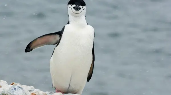 studiu pinguinii antarctici produc 7 milioane de tone de metan pe an la fel cat termitele