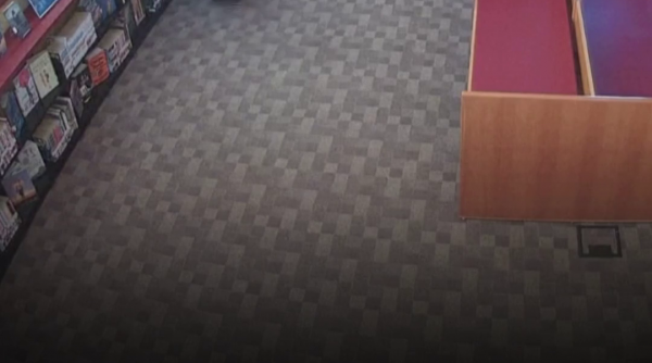 Vizitator neobișnuit într-o bibliotecă din SUA: un urs s-a plimbat printre rafturile cu cărți și a dat iama în gustările angajaților
