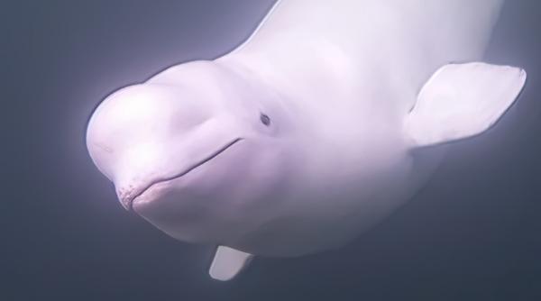 „Când trăiești deja la Polul Nord, nu mai ai unde să mergi”. O balenă beluga, observată în Irlanda, arată ce repede se schimbă oceanele