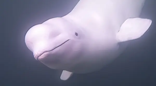 cand traiesti deja la polul nord nu mai ai unde sa mergi o balena beluga observata in irlanda arata ce repede se schimba oceanele