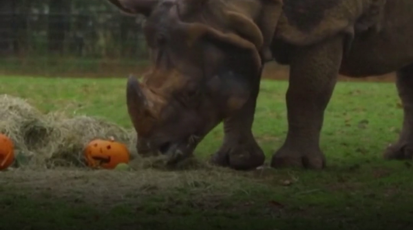 Pregătiri de Halloween la o grădină zoo din Anglia: lemurii și macacii s-au bucurat de dovleci, în timp ce rinocerul i-a ignorat