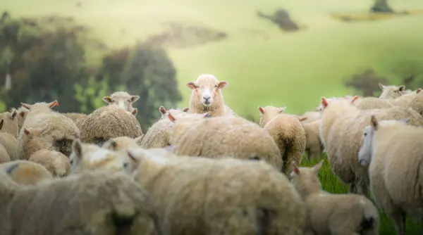 adopti o oaie si primesti branza 6 luni un program lansat de o companie permite romanilor sa adopte animale si sa ia produse in schimb