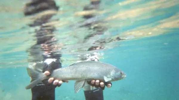 o specie de peste disparuta de un secol este readusa in natura de trei triburi ce s a intamplat dupa eliberarea a 8 000 de puieti