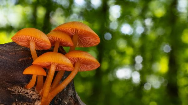 Biologii cer dreptate pentru regnul uitat al ciupercilor: „Fără ele, lumea așa cum o cunoaștem nu ar exista”