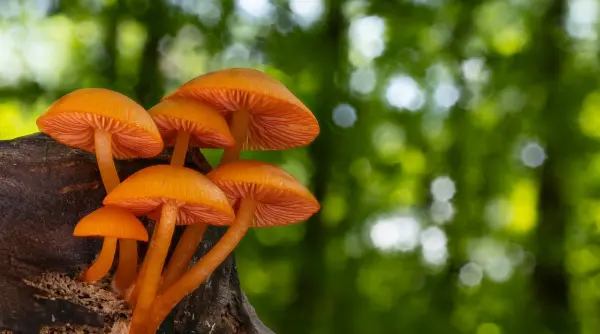 biologii cer dreptate pentru regnul uitat al ciupercilor fara ele lumea asa cum o cunoastem nu ar exista
