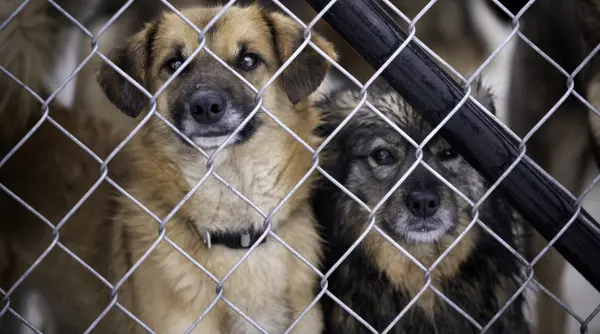 prefectul judetului tulcea anunta ca a sesizat dna in cazul adapostului de animale din comuna daeni