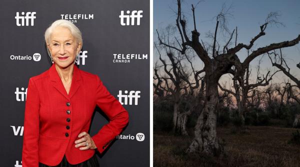 Actrița Helen Mirren vrea să salveze măslinii italieni vechi de 1.500 de ani. Xylella fastidiosa a distrus 22 de milioane de copaci